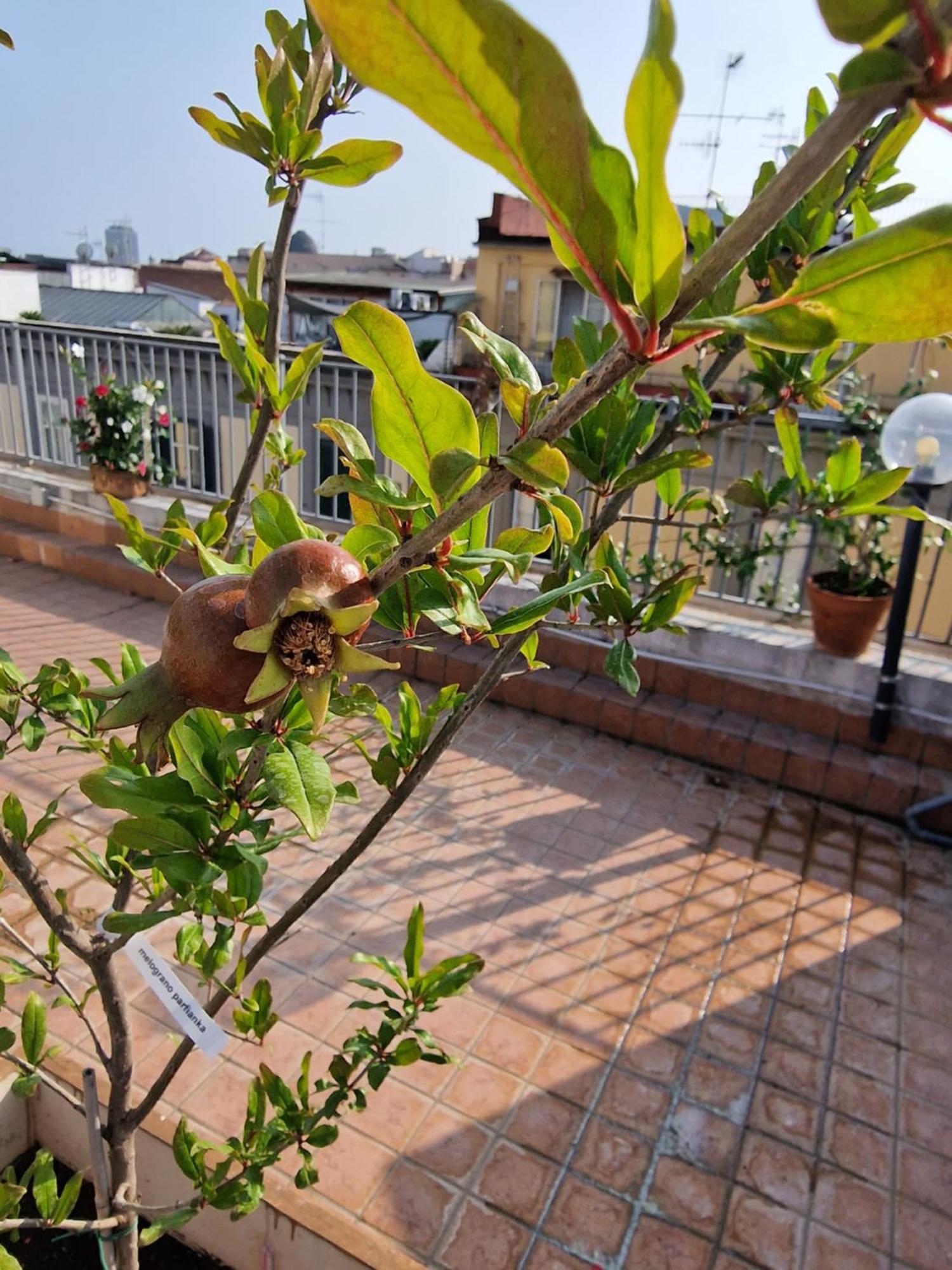 La Terrazza Delle Fate Hotel Naples Luaran gambar